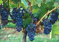 Grapes in the Hunter Valley